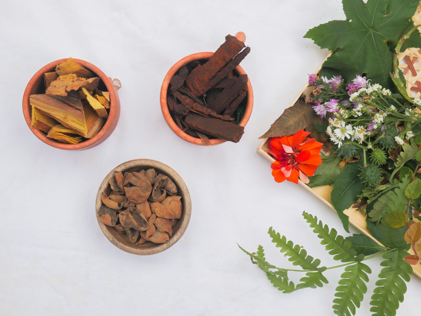 Dried Ayurvedic herbs, bark and roots in terracotta bowls beside fresh botanicals